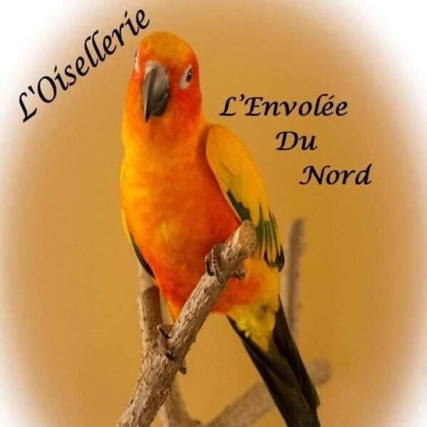 L’Envolée du Nord – Curvead beak Bird house