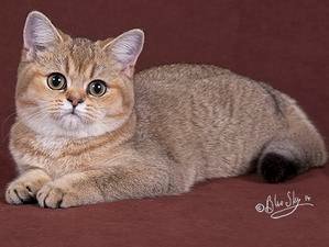 Blue-Peaches Cattery