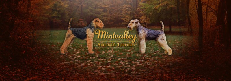 Mintvalley Airedale Terriors