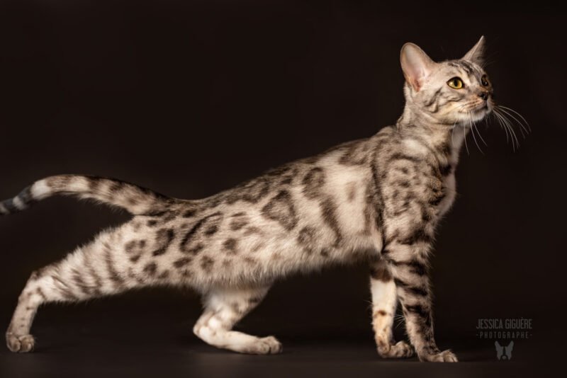 Buceph﻿ale Bengal