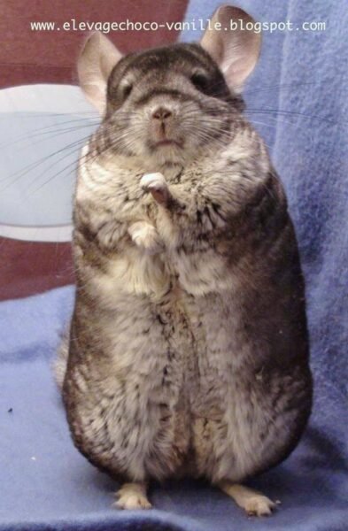 Choco-Vanille – Chinchillas Breeder