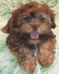 Teddy Bear Zuchon Puppies (Shichon Shih-Tzu Bichon) Rare Colours ...